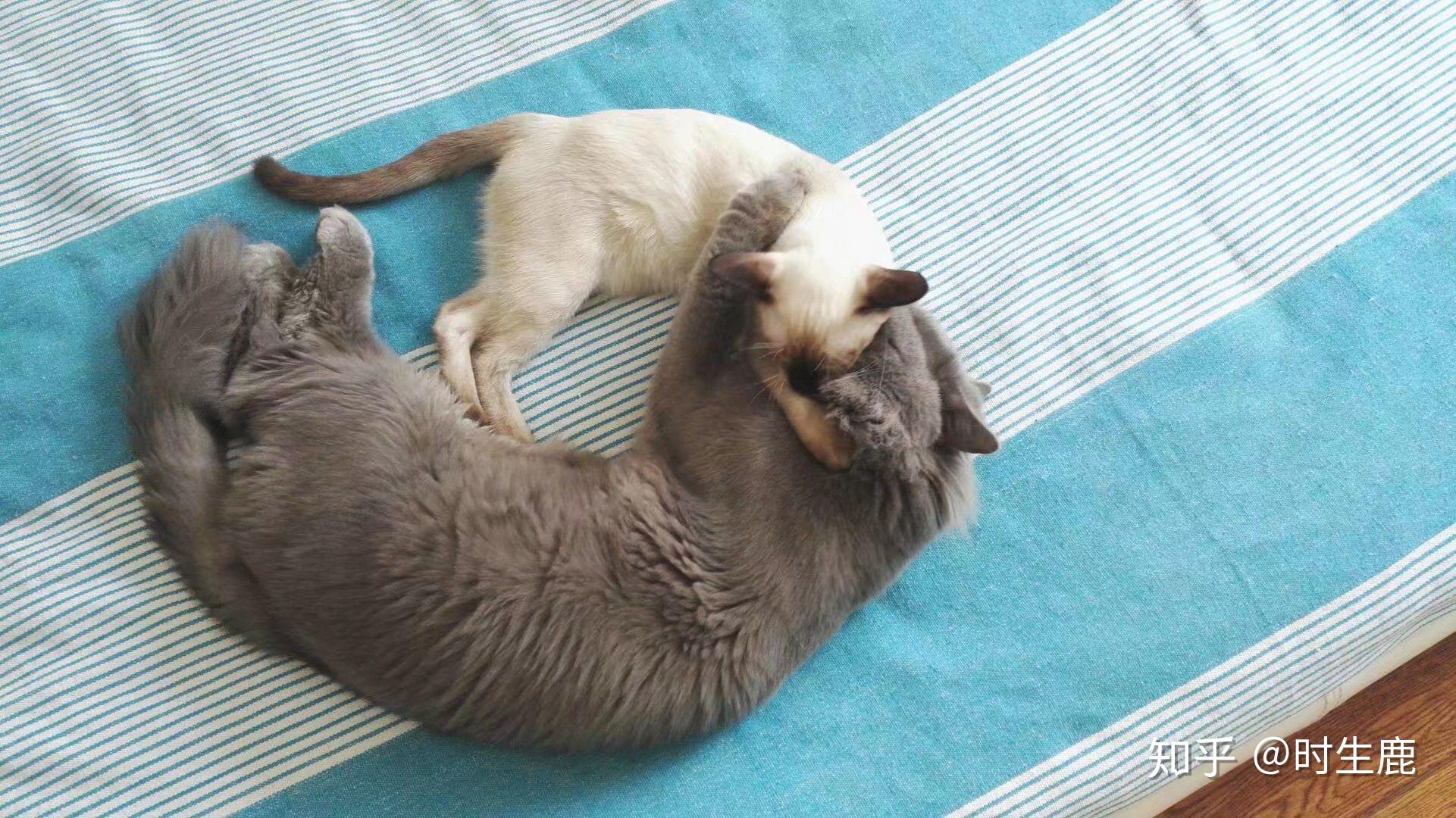 暹罗猫和蓝猫生的猫宝宝什么样? - 知乎
