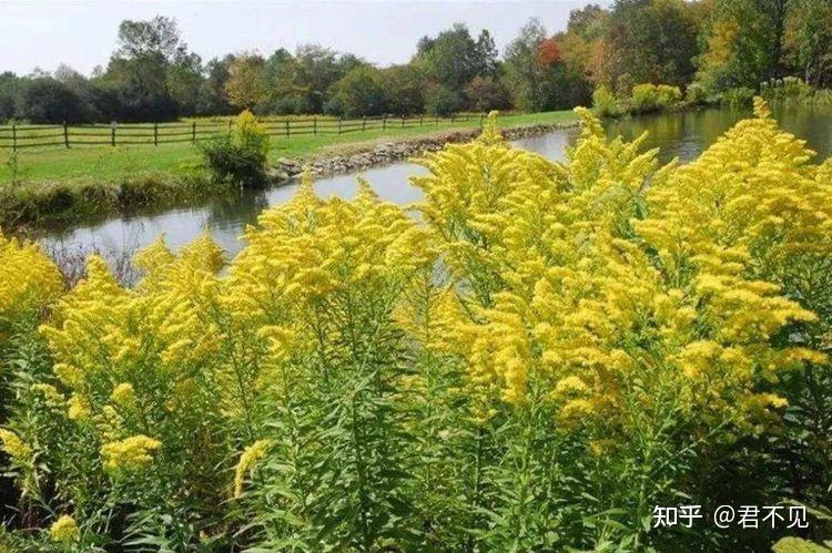 加拿大一枝黄花究竟是什么花?有哪些危害? - 知乎