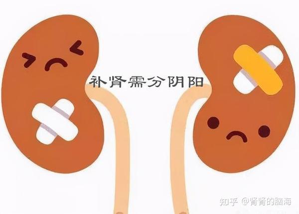 肾阴虚和阳虚有什么不一样? - 知乎