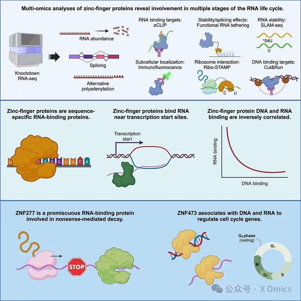 Mol Cell|多组学分析揭示了锌指蛋白在 RNA 调控中的作用 - 知乎