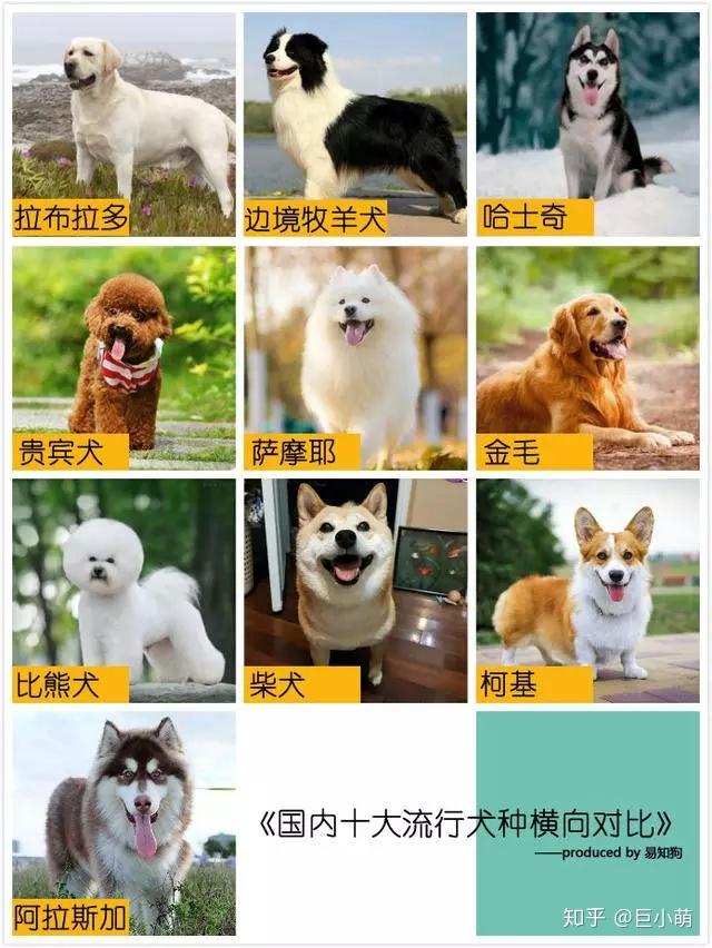 【收藏向】国内十大流行犬种对比!第一次养狗,快速找到适合自己的狗狗 - 知乎