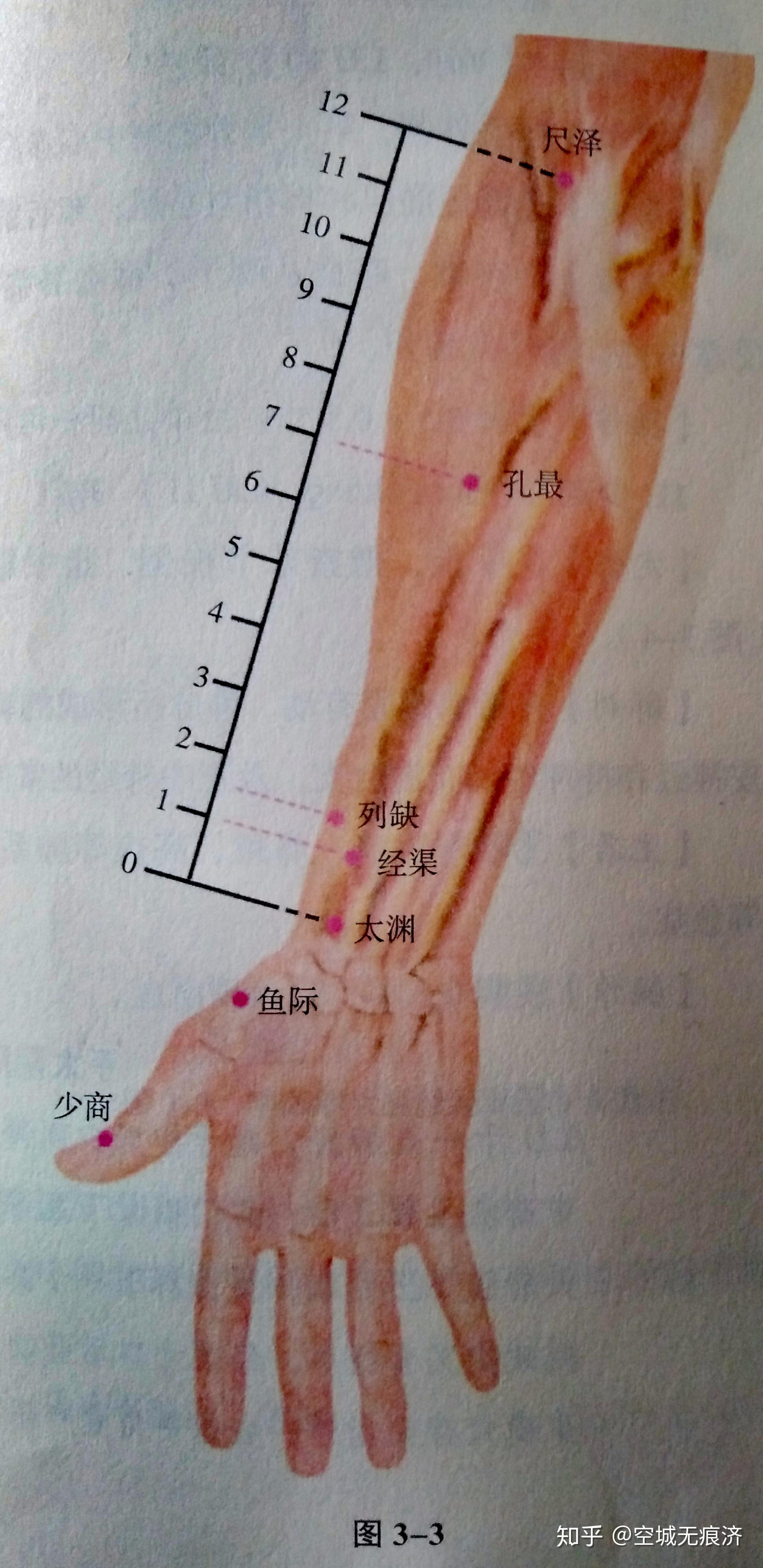 手太阴寸口图片