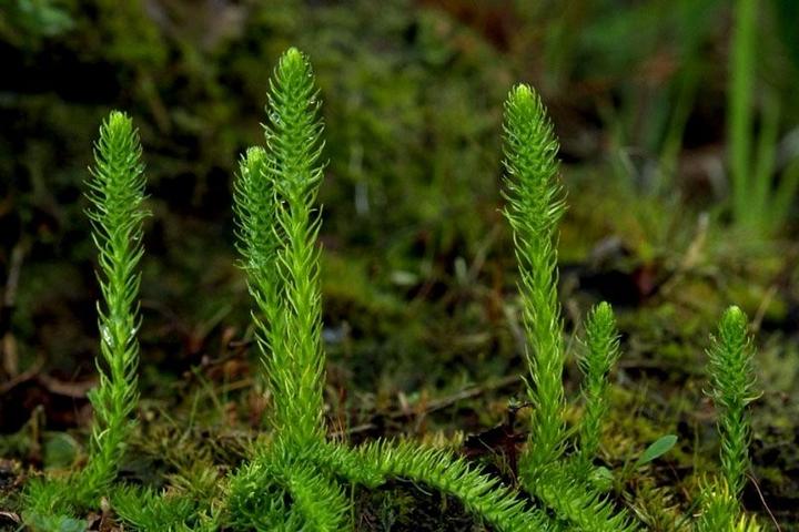 蕨类植物|石松的鉴赏与养护 - 知乎
