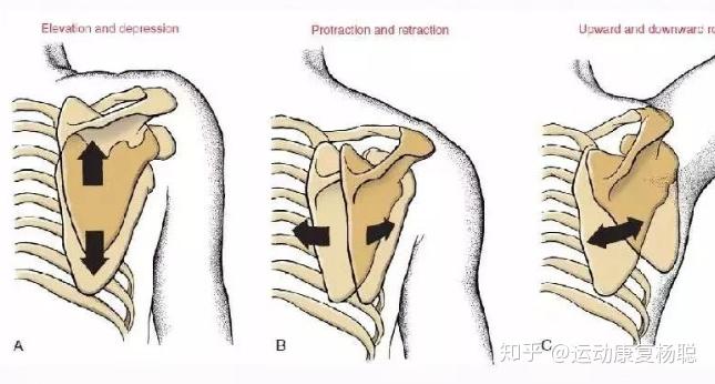 肩關節的運動學分析 - 知乎