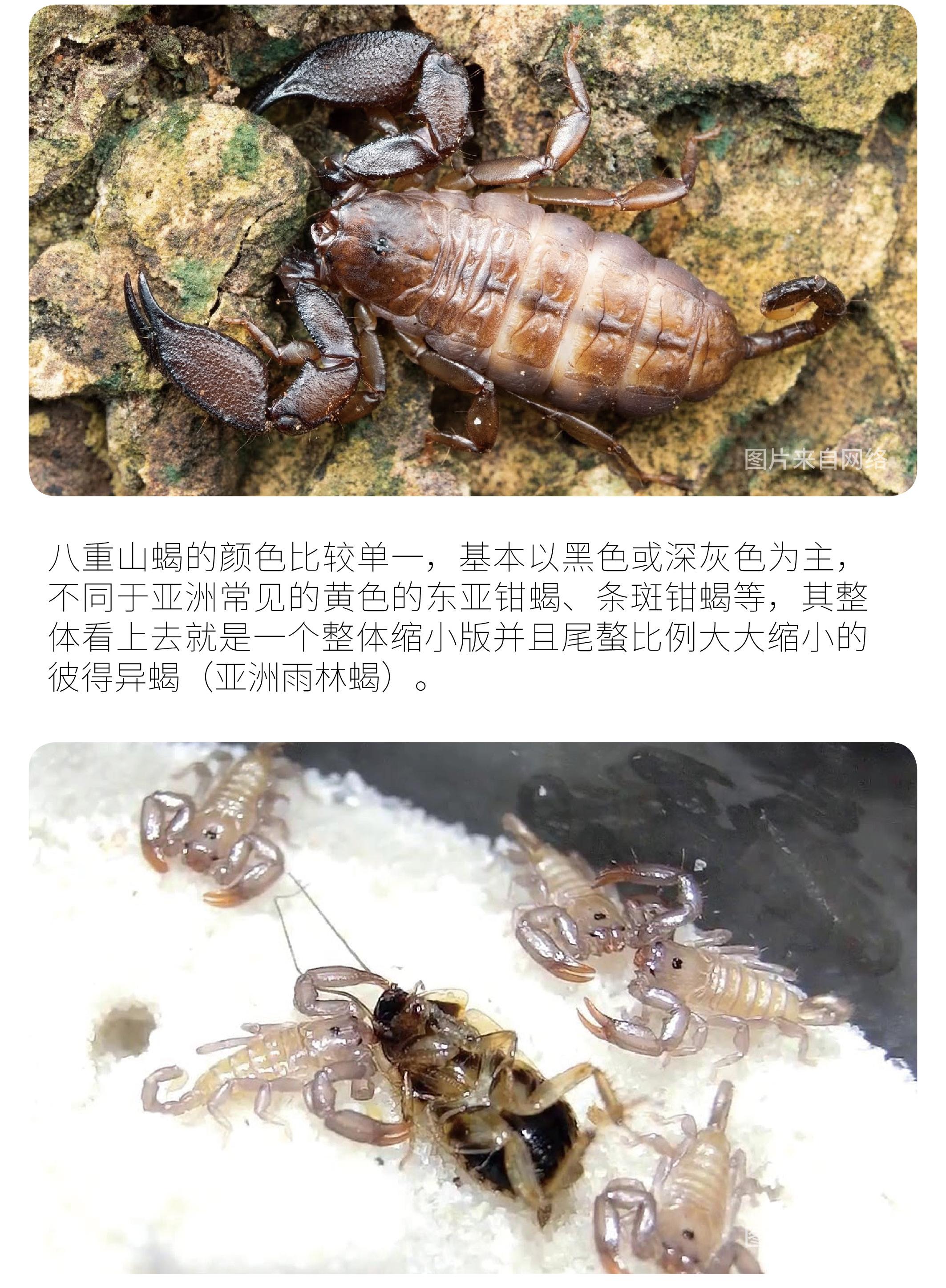 物种小谈┃八重山蝎