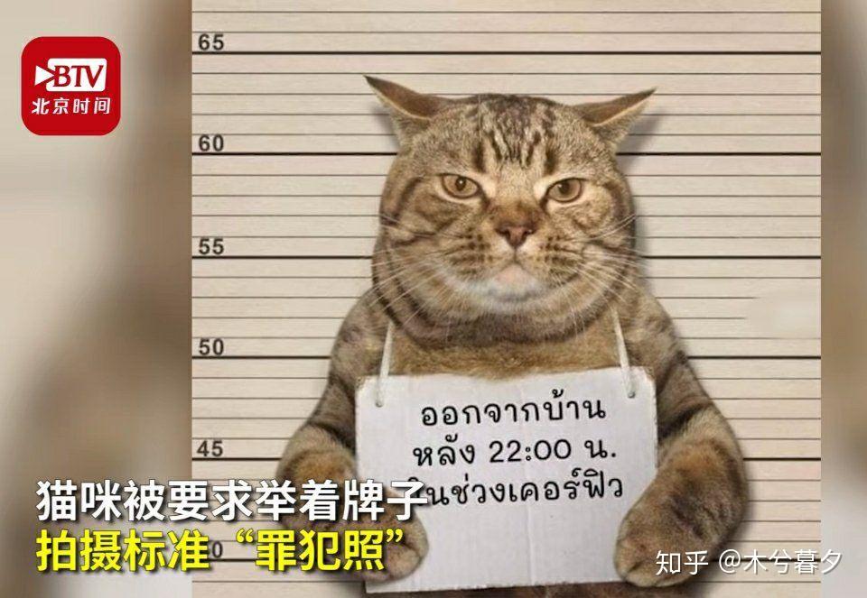 泰国的猫儿疫情期间私自外出猫儿你太飘了