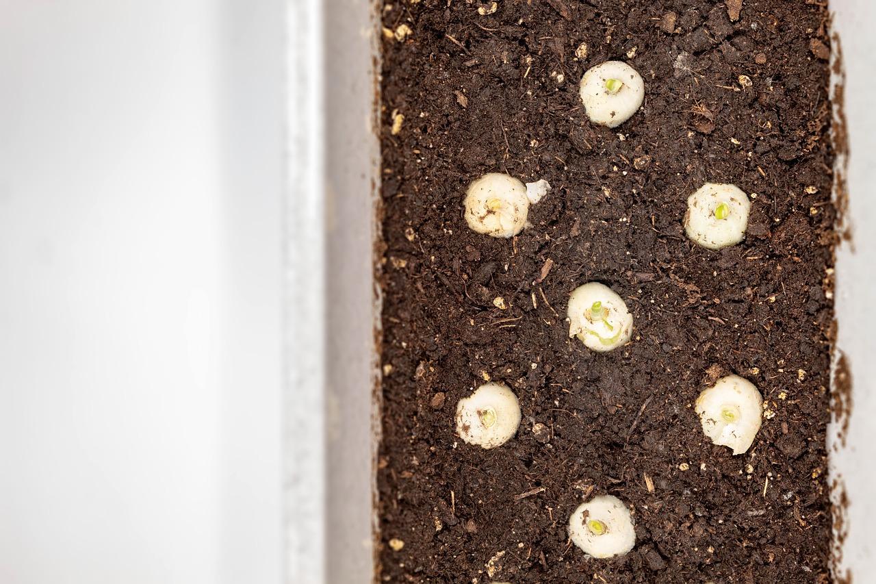 菜园里的劳动乐趣