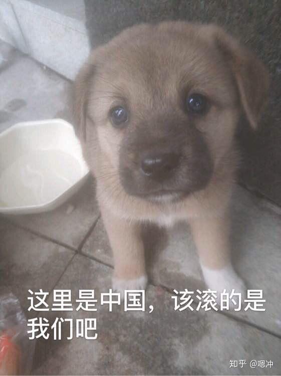 国际网红野狼哥什么来头 v2-46f308bdaff76e92055a2e1945a17240_r.jpg