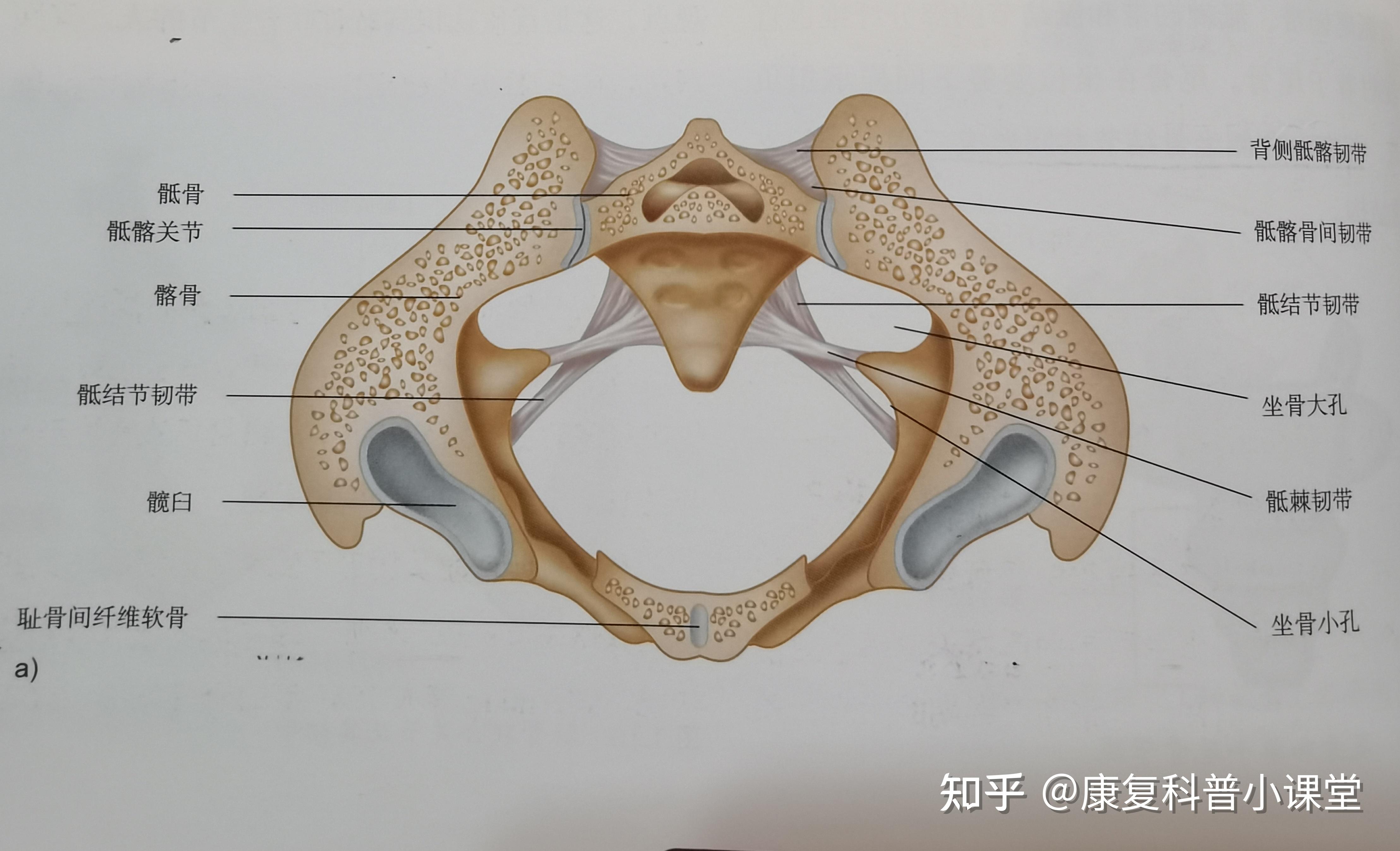 骶左前位图片图片