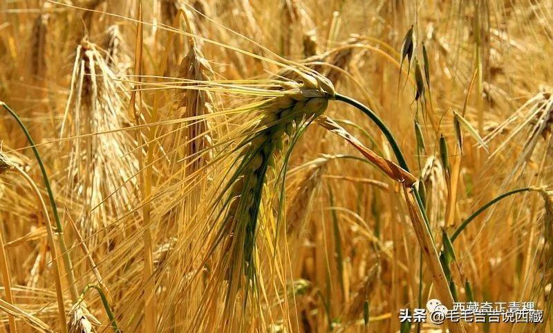 西藏青稞:长在天上的庄稼 - 知乎