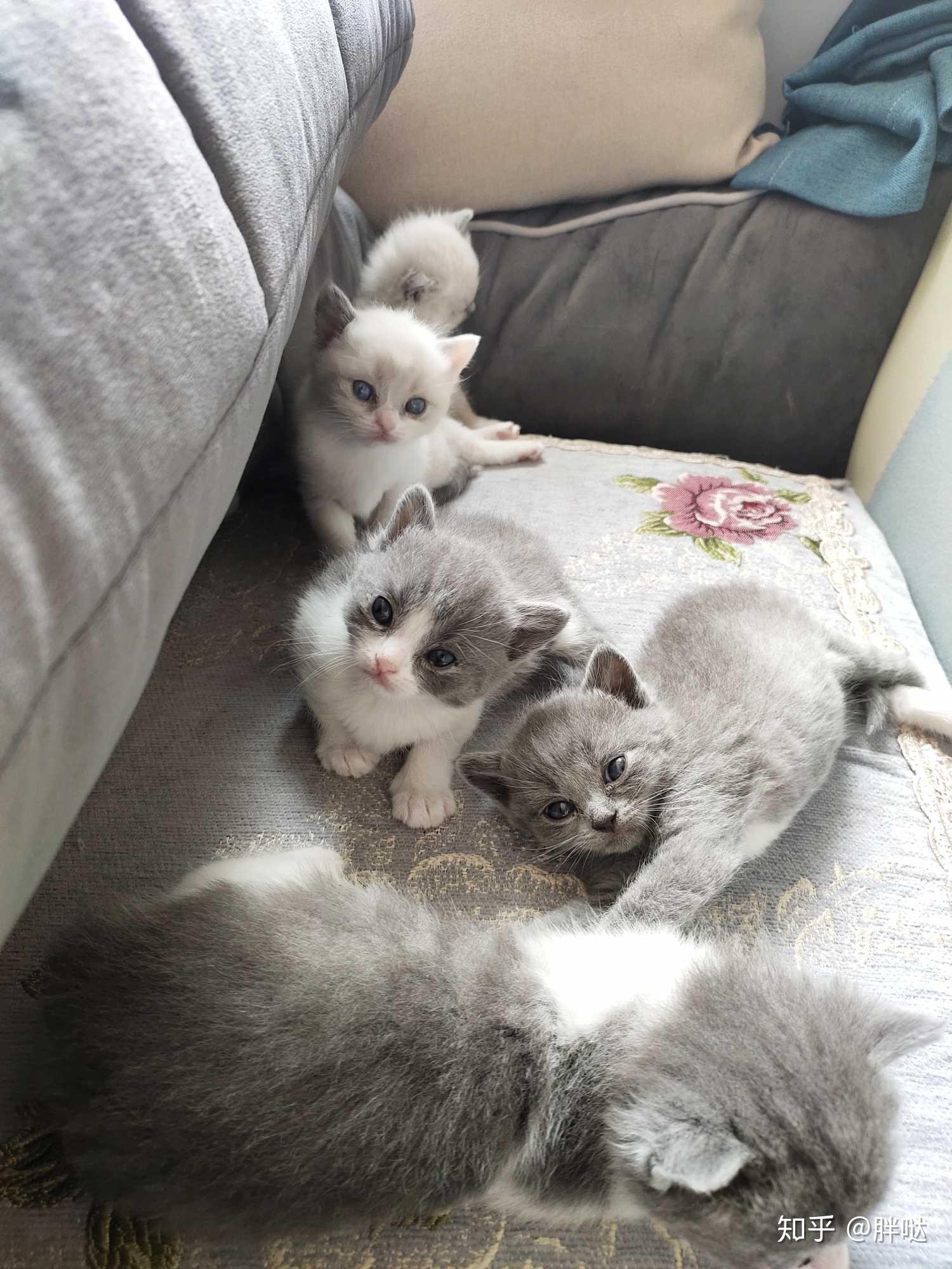 布偶爸爸和蓝猫妈妈会生出什么样的宝宝? - 知乎