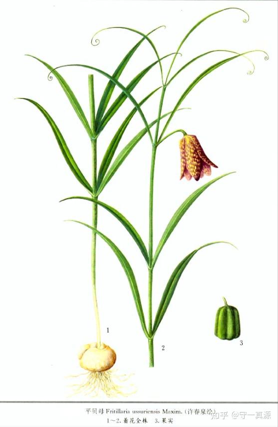 1,川贝母川贝母采收后,按性状不同分别习称"松贝","青贝","炉贝"和"