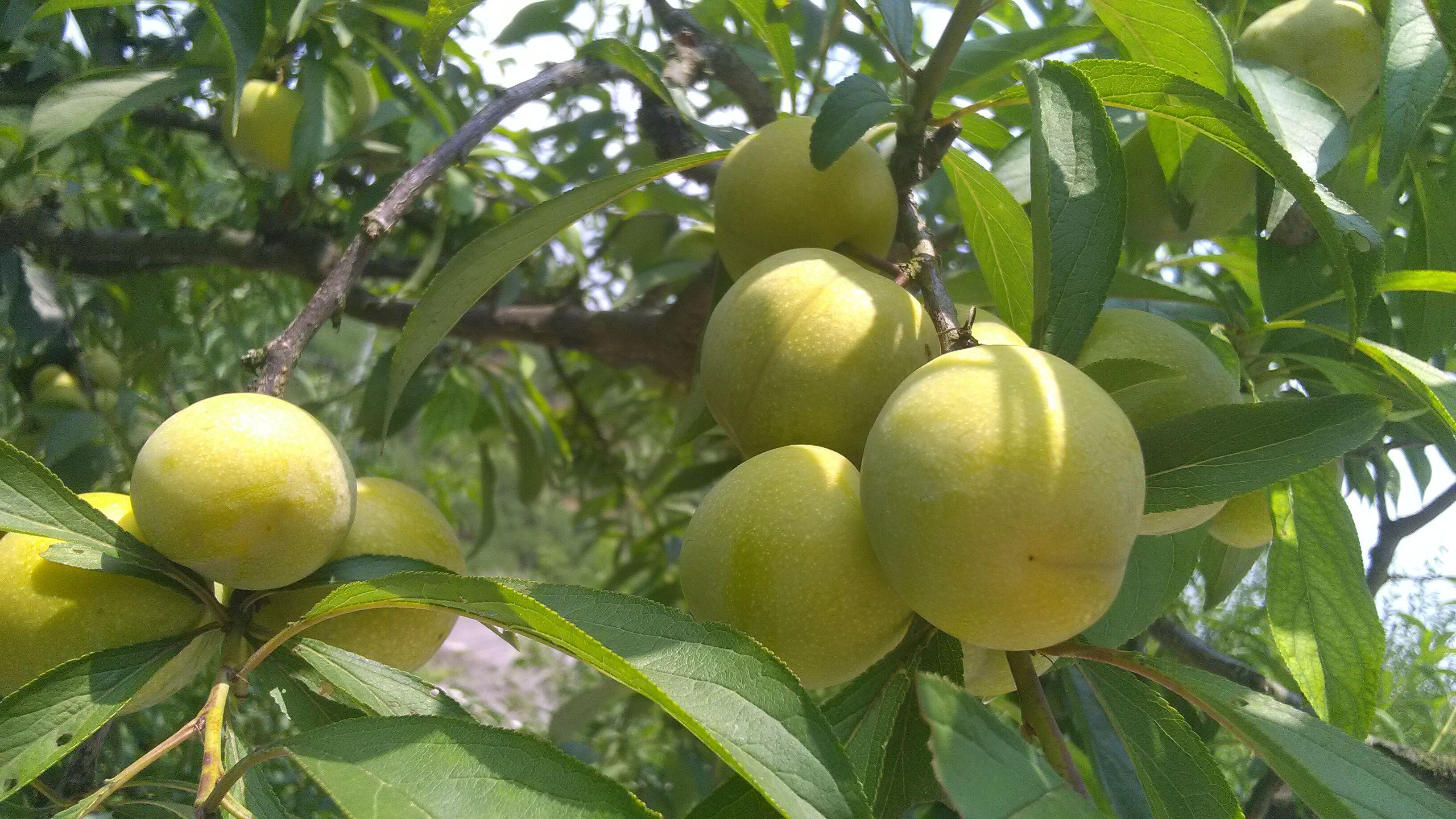 李三月李花繁密现下李果满枝
