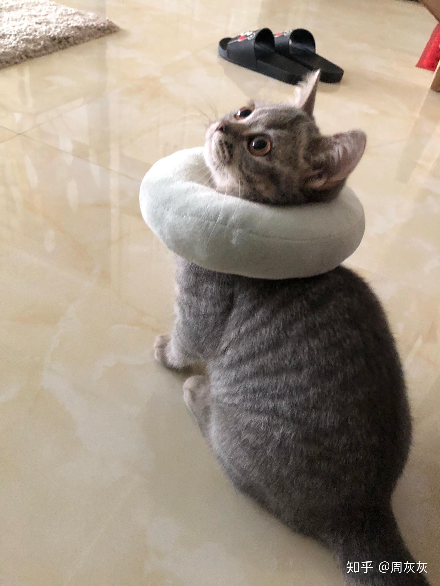 满满干货(铲屎要注意什么事项)铲屎要注意什么细节,(图13) 满满干货(铲屎要注意什么事项)铲屎要注意什么细节,(图13)