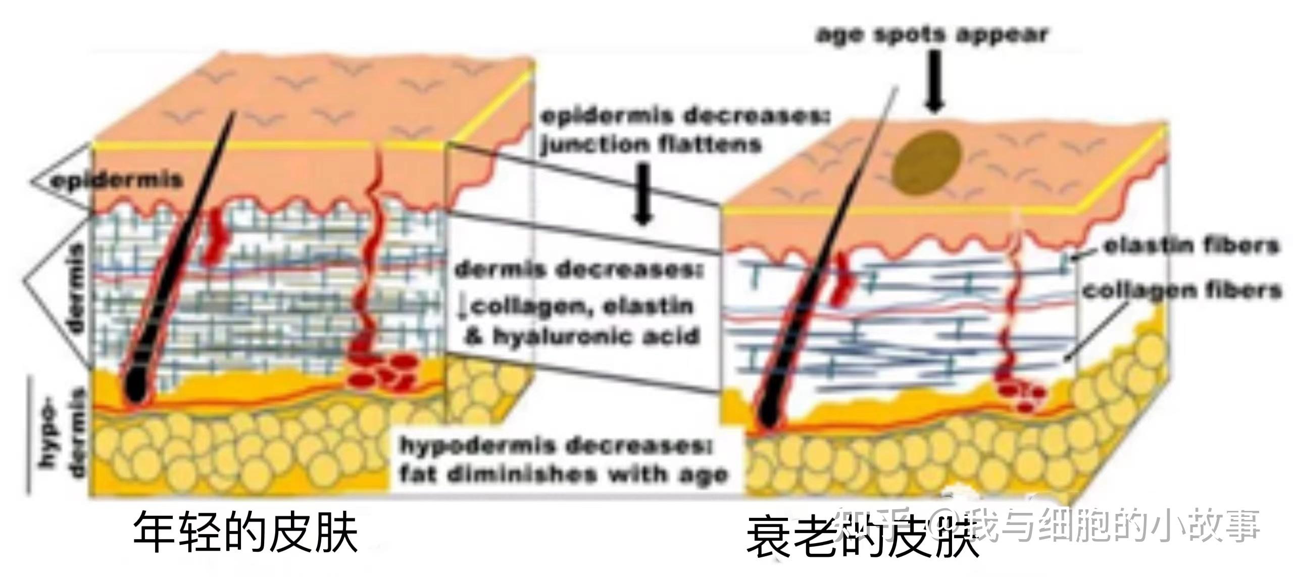 重塑细胞活力 ,对抗衰老、疾病的黑科技——干细胞外泌体 - 知乎