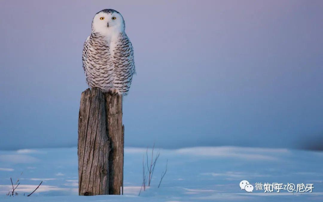 兴全商业模式优选混合163415这个怎么样