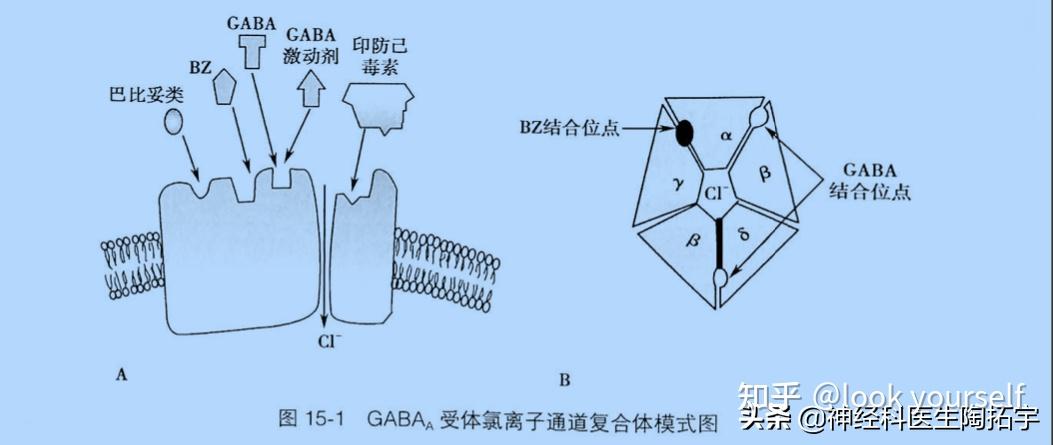 bz(苯二氮卓类)作用位点,促进gaba与gaba受体结