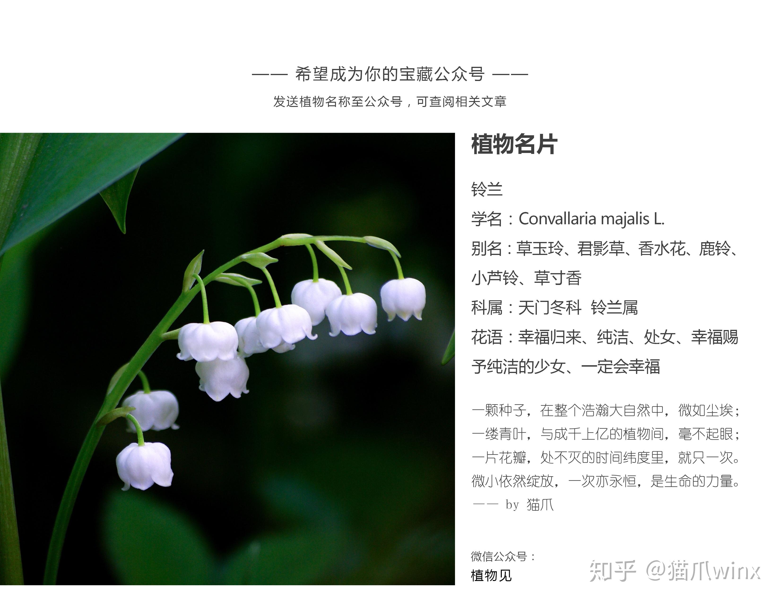 铃兰花的花语是什么