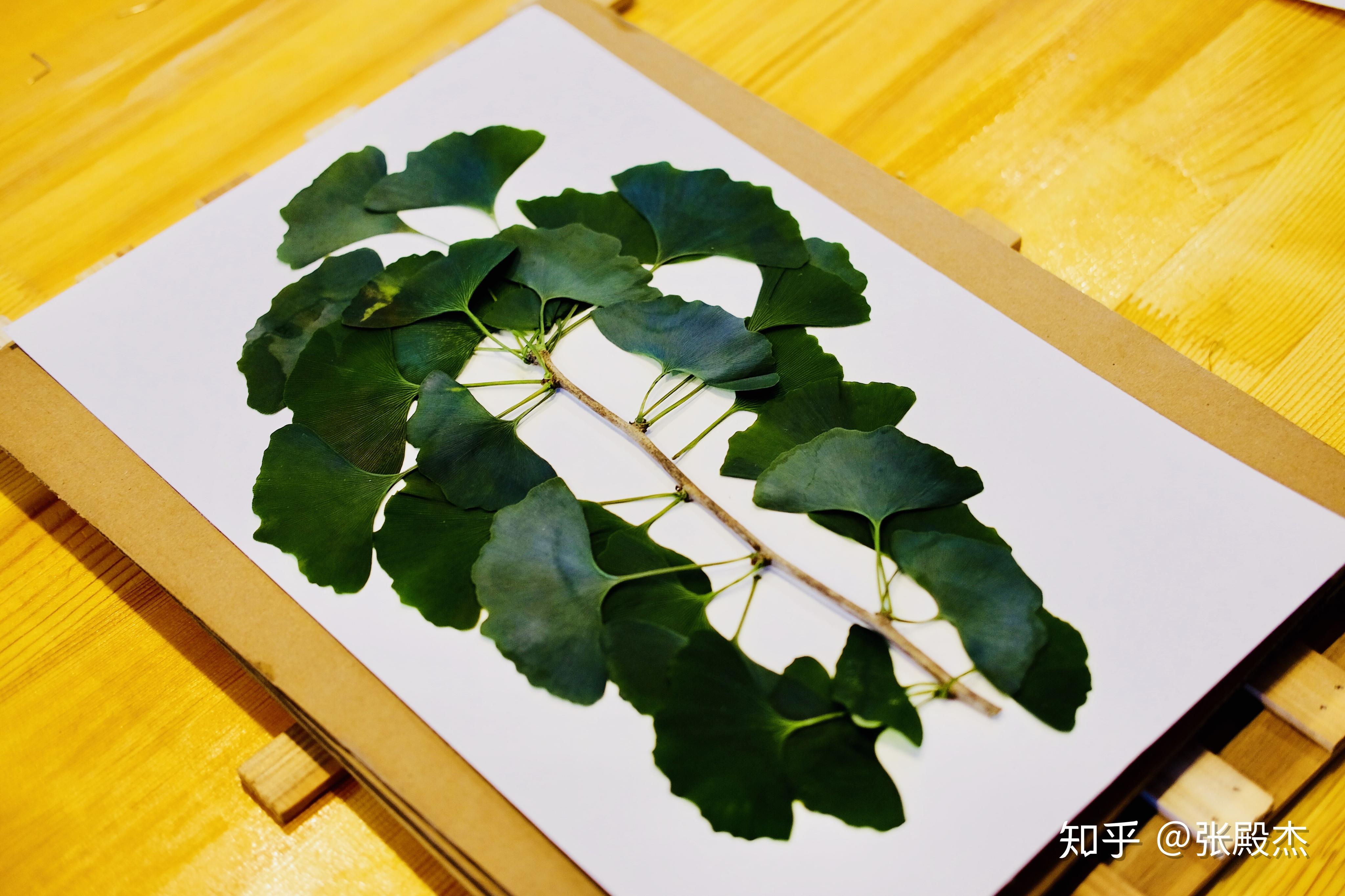 如何使采集的植物标本尽可能不被氧化失色