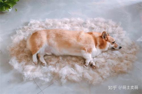 为什么柯基不好养不能养十个不养柯基的理由送给你 知乎