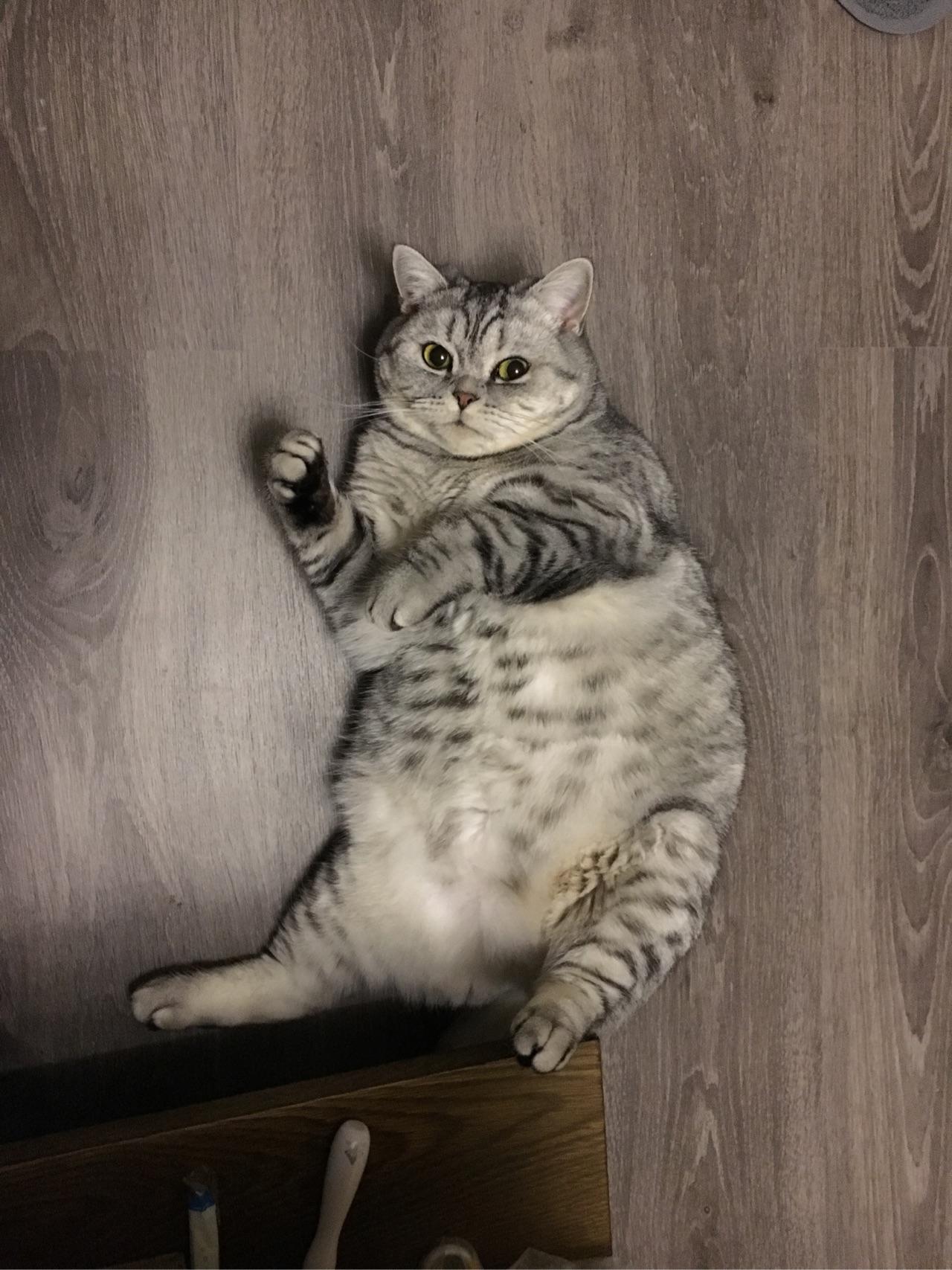 成年美短母猫体重图片