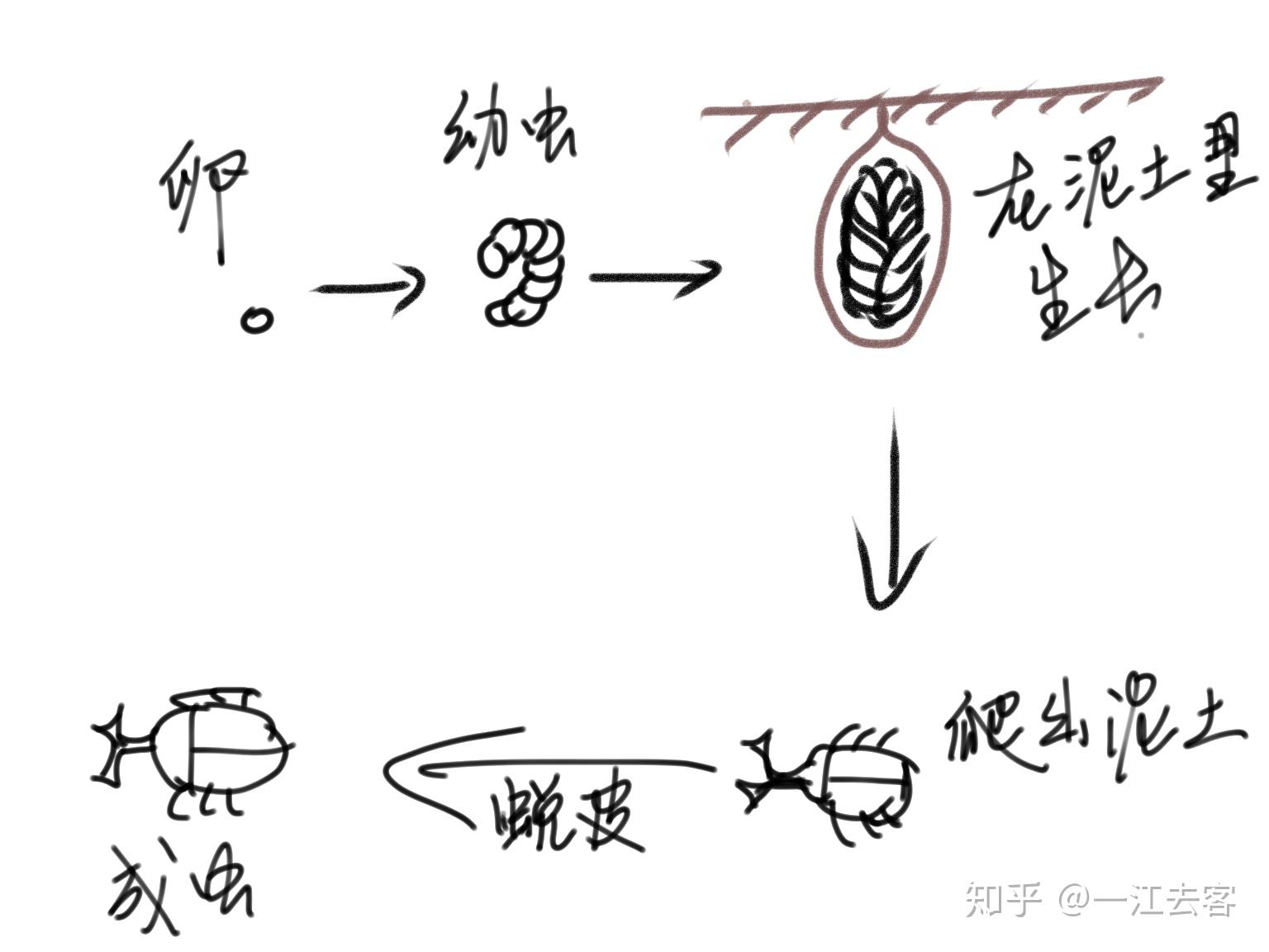 甲虫的演变过程是怎样的