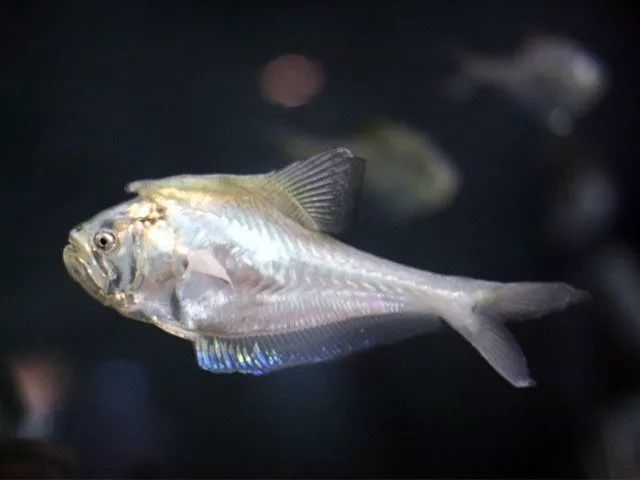 你可曾想到，这碗里美味的鱼丸，生前竟然是一位好爸爸？（作者： 暮晖
