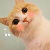 猫咪膀胱炎，尿频，排尿困难怎么办？ - 知乎