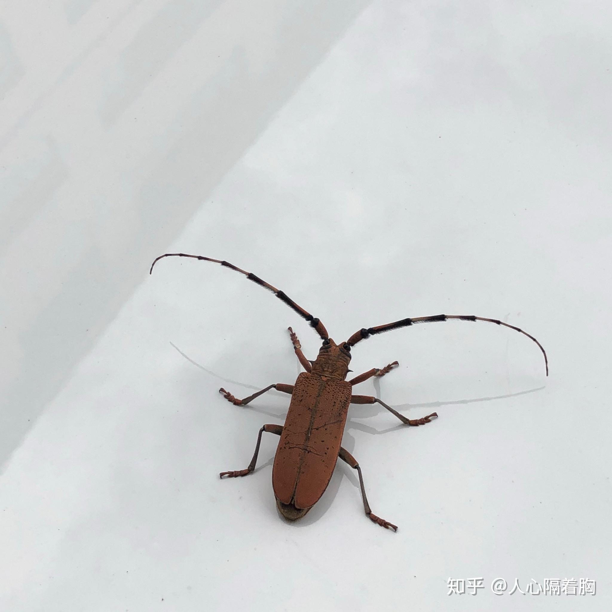 这个黄天牛是害虫还是益虫是否要消灭它