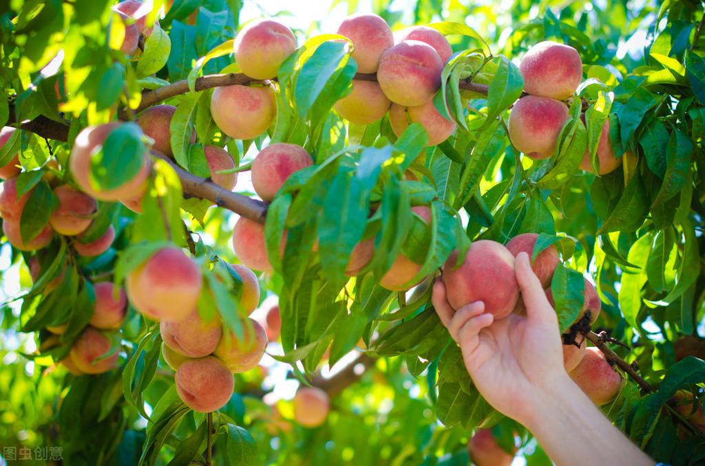 山客好货推荐天下第一桃龙泉驿水蜜桃