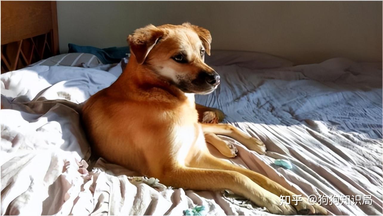 原来狗狗睡觉的地方,暗示了你的家庭地位! - 知乎