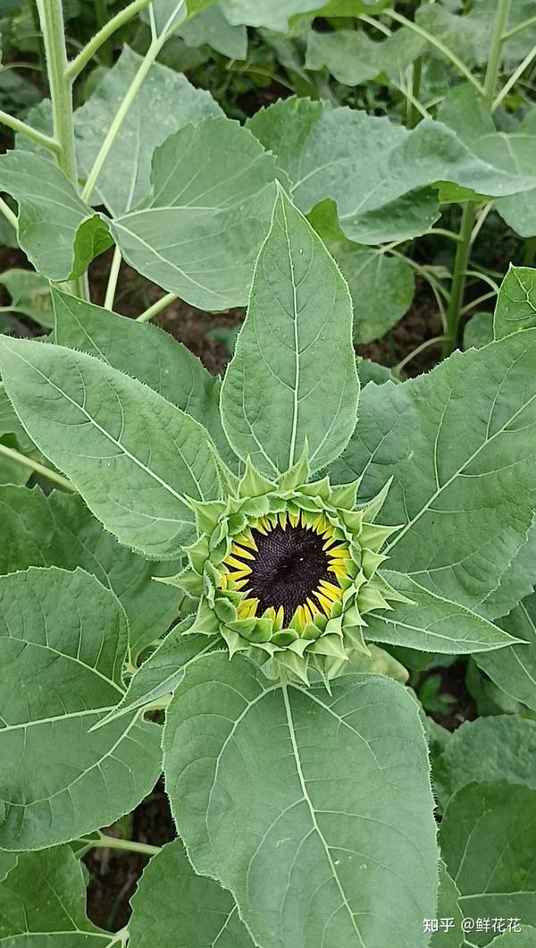 向日葵鲜切花养护小偏方 知乎