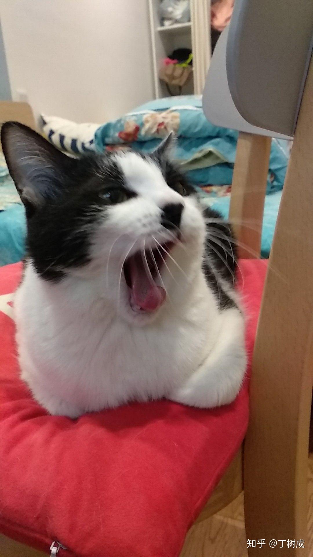 有哪些特别的猫咪让你印象特别深刻的