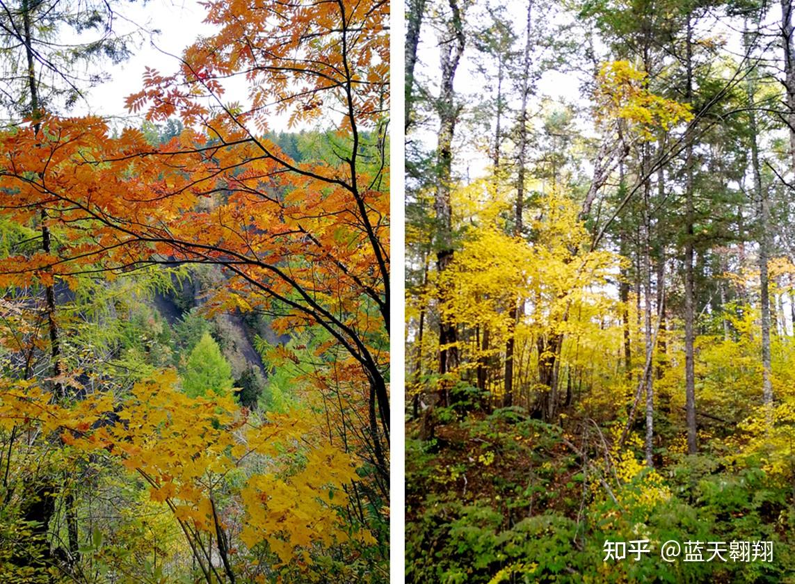 在長白山西景區的嶽樺林和針葉林分界帶,形成松樹和樺樹根系相連,相依