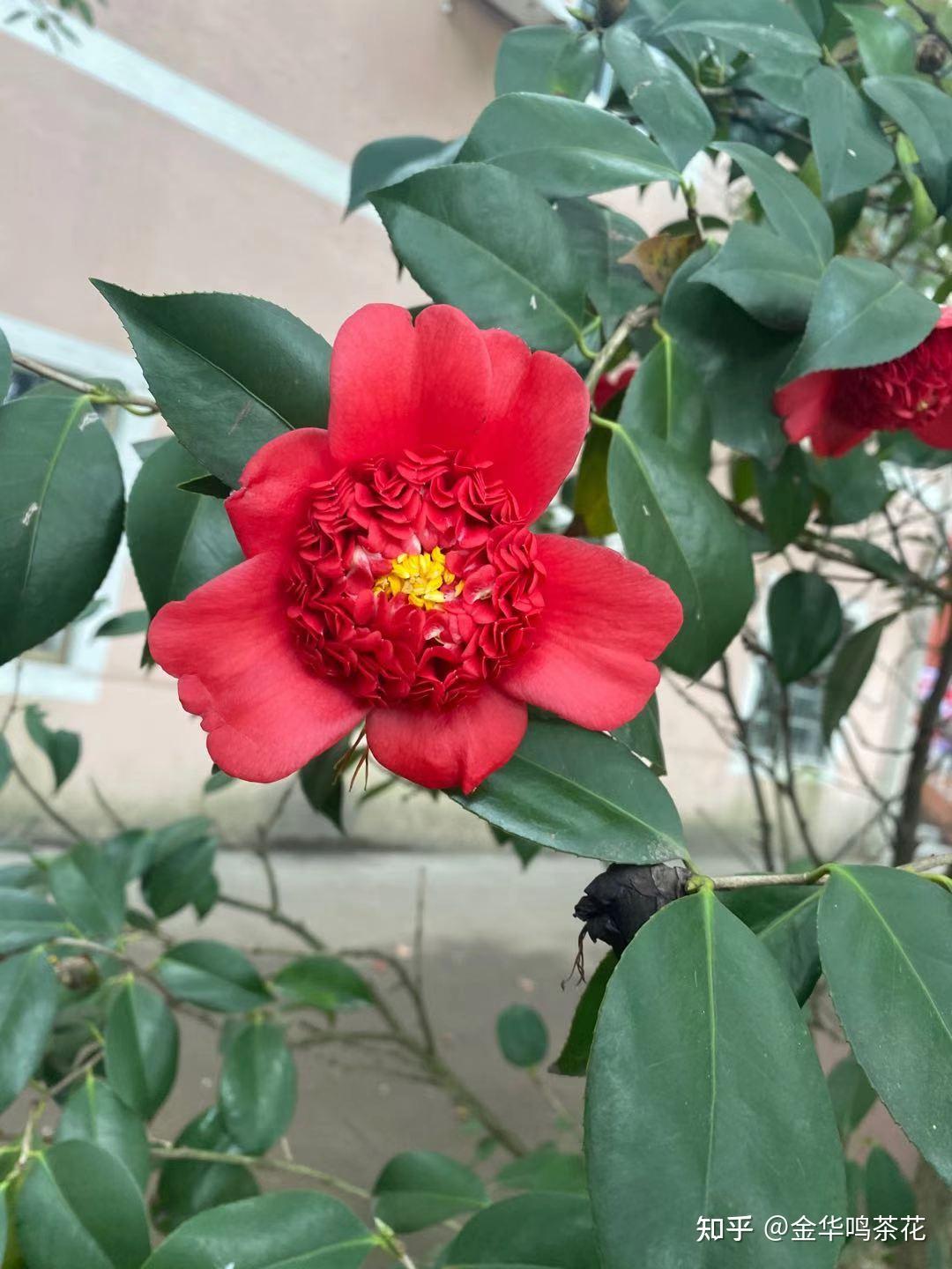 金盘荔枝茶花 - 知乎