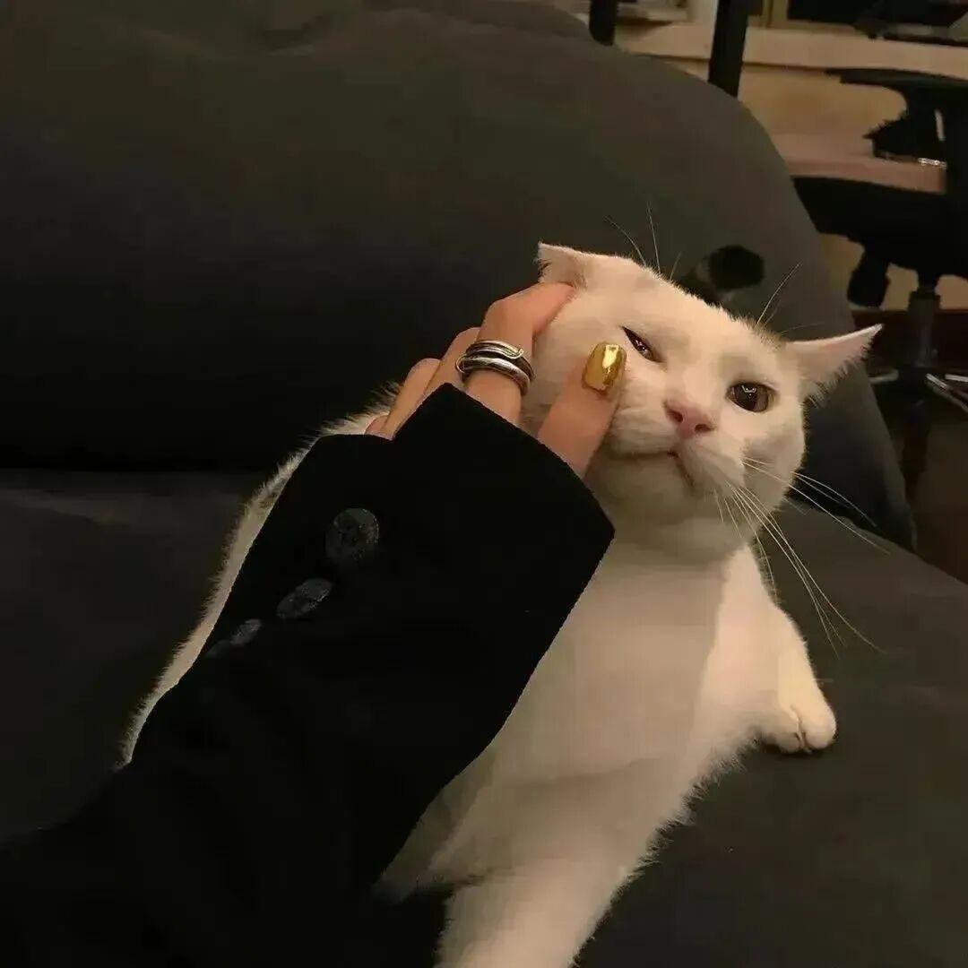 茜茜