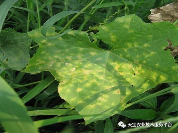 丝瓜常见病虫害对照图谱