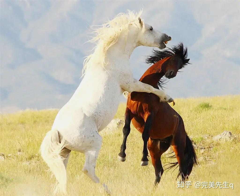 李复祯心意六合拳心意毒把引进落空野马分鬃把权成