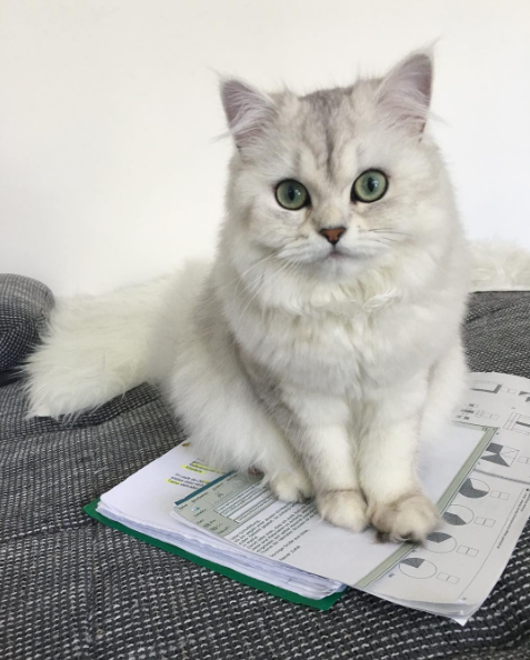 吸猫大会英国长毛猫银渐层muffin