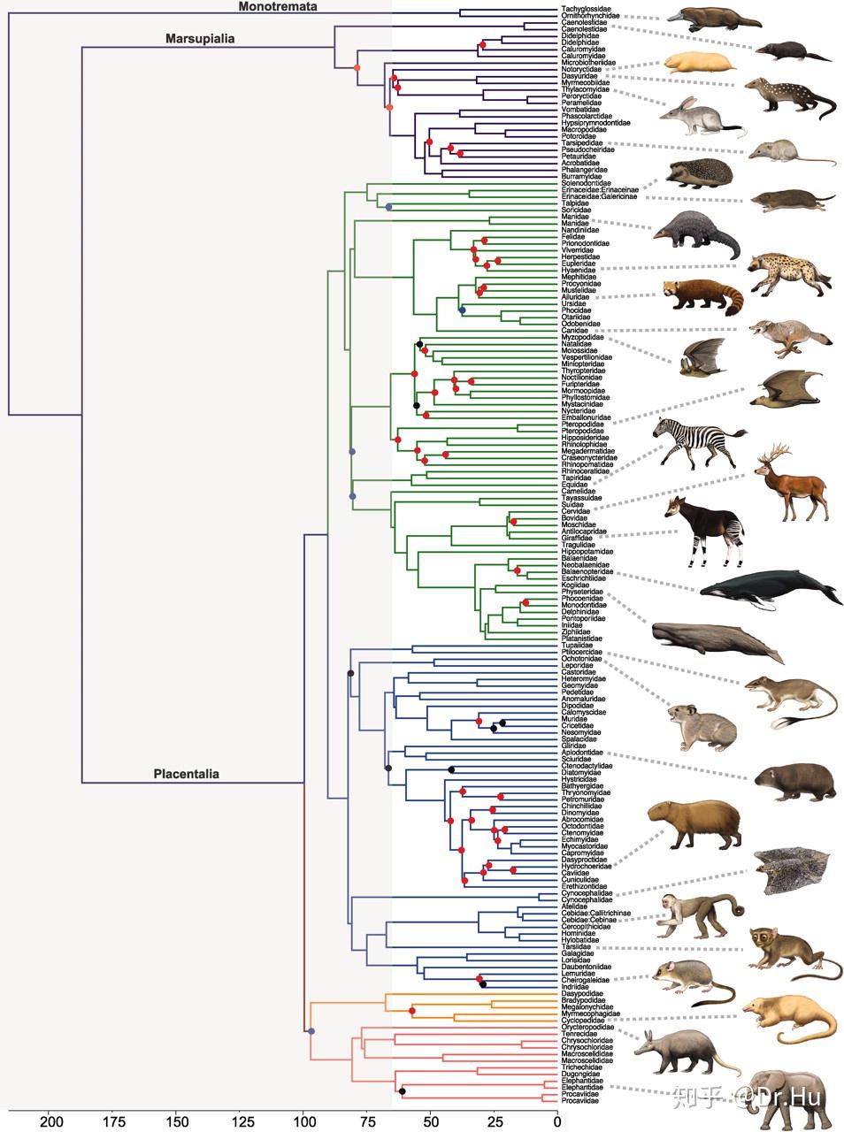 鸭嘴兽究竟在哺乳动物家族的哪个位置? 