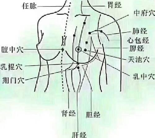 八大乳腺经络图图片