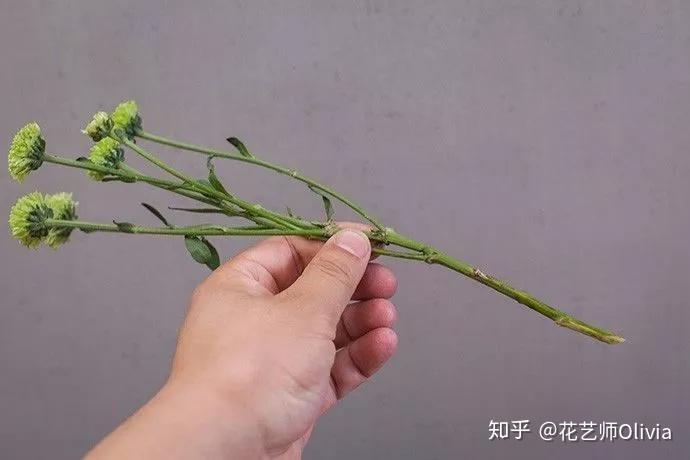 插花 | ”井字框“技法,拯救被折断的花 - 知乎