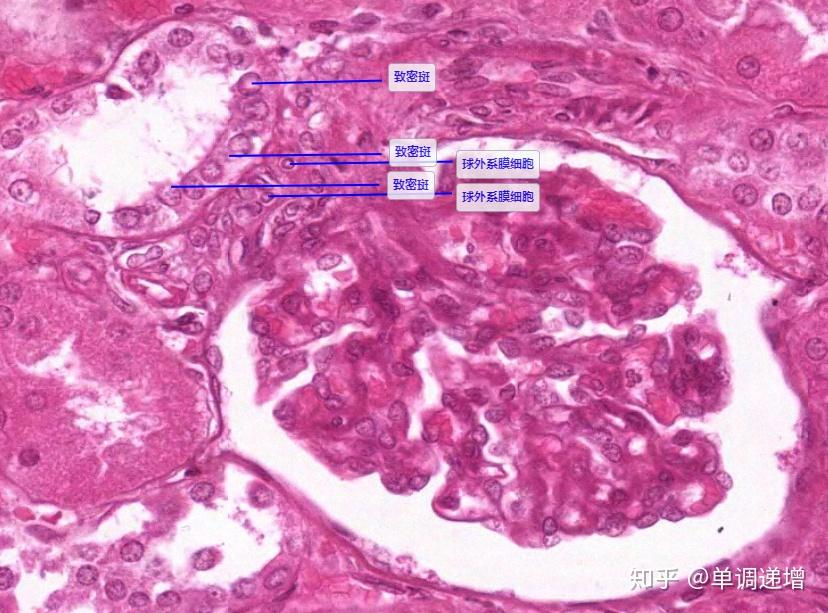 组胚实验切片复习要点 - 知乎
