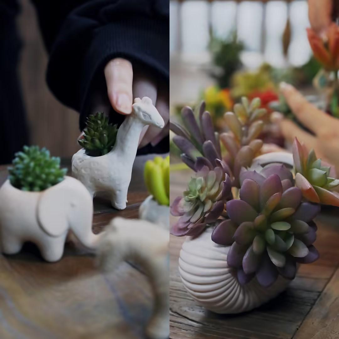 多肉组合盆栽这样搭配简直太好看了 - 知乎