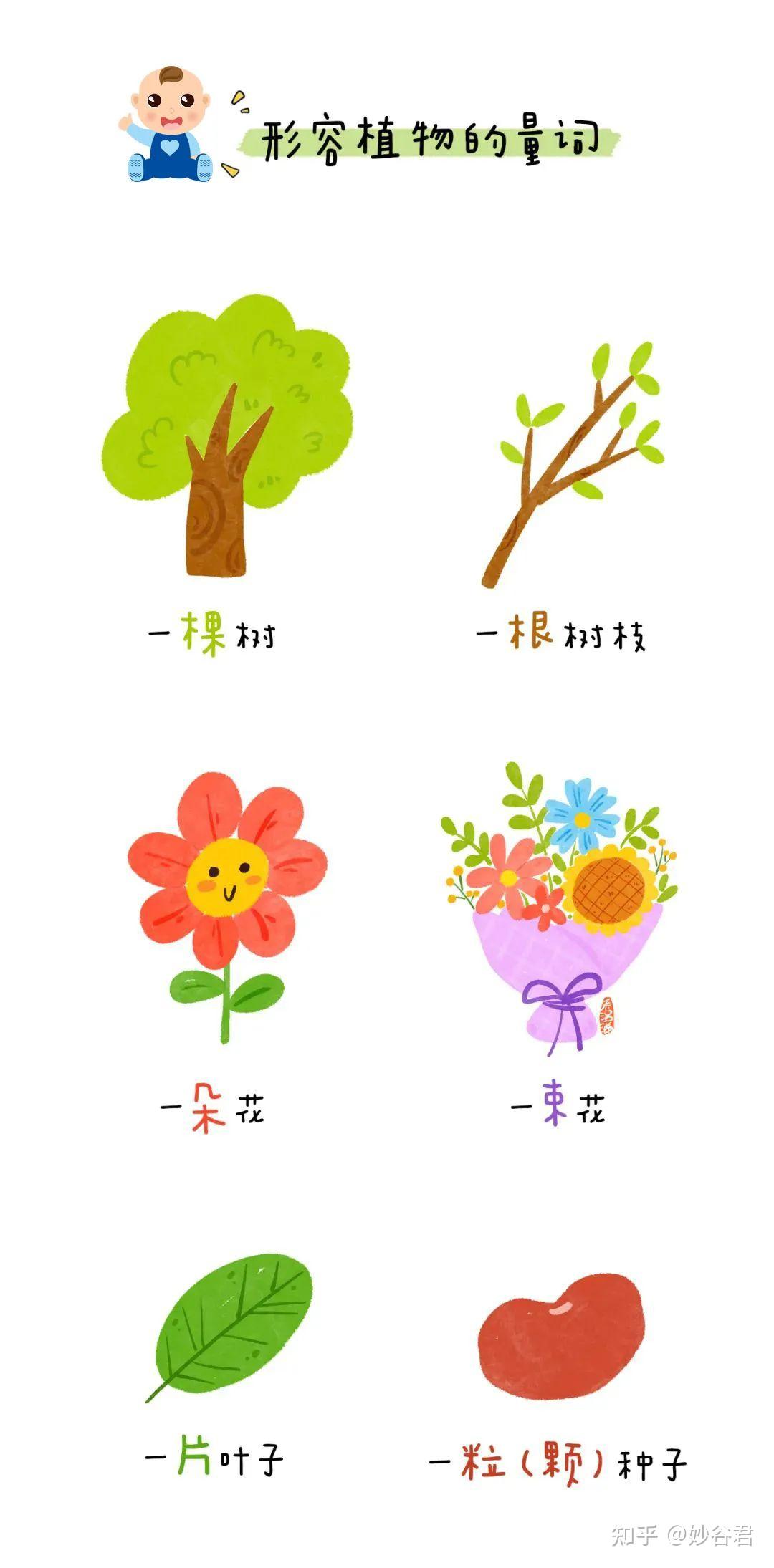 量词知多少 | 幼儿园小朋友的常用量词图鉴 - 知乎