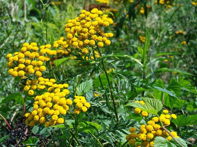 野外的黄菊花不要采有毒