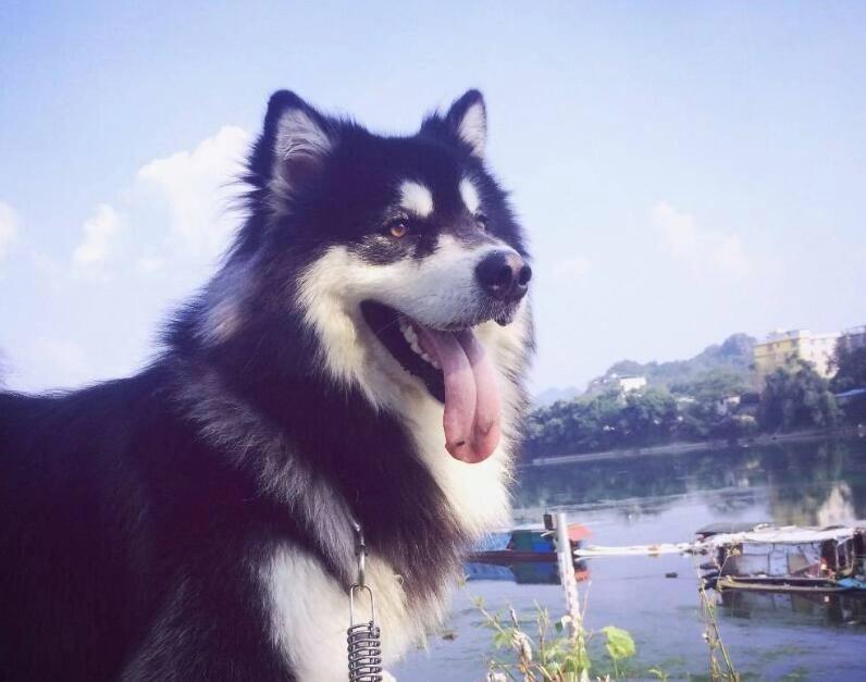 萌宠百科阿拉斯加雪橇犬alaskanmalamute