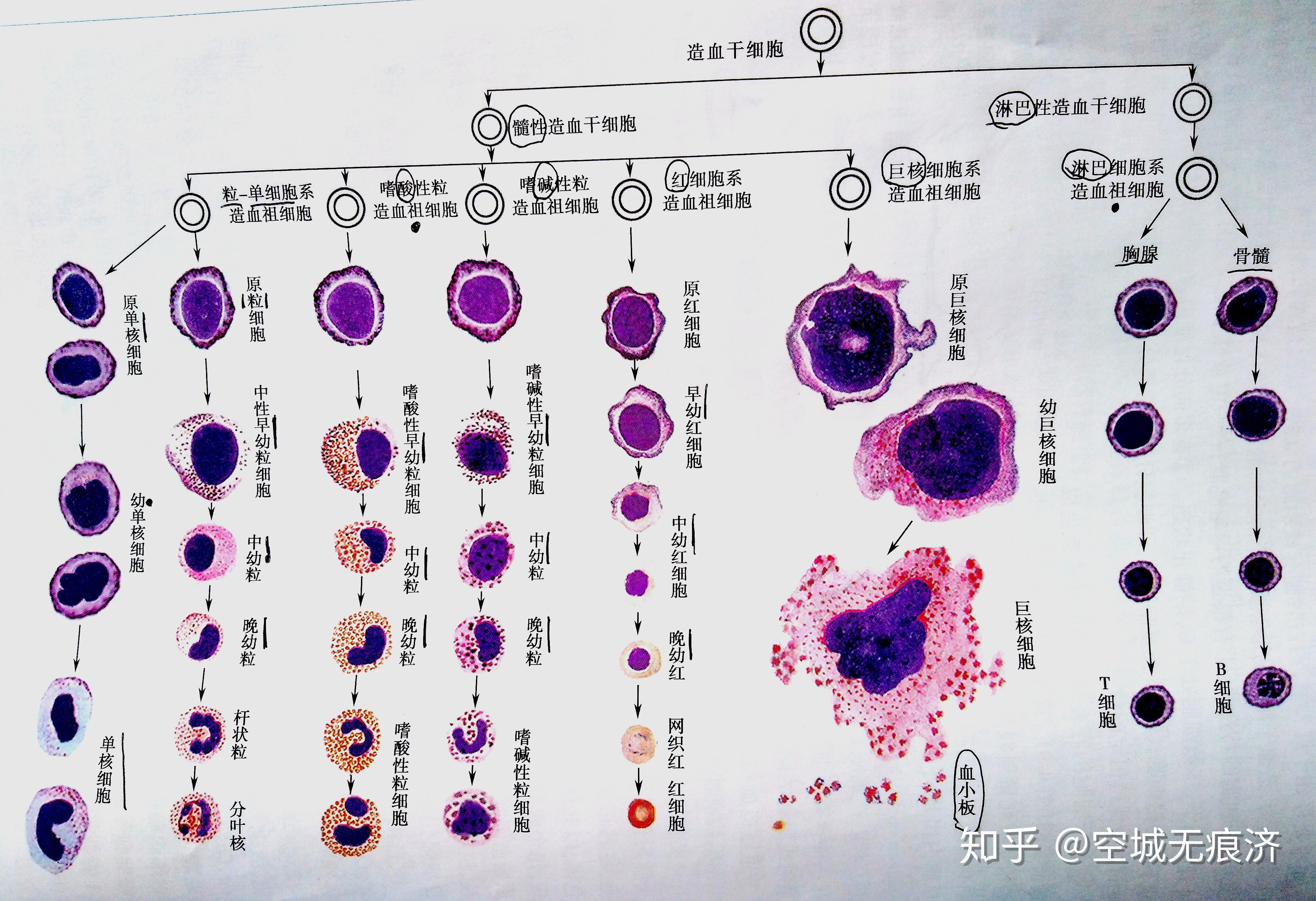 血细胞示意图图片