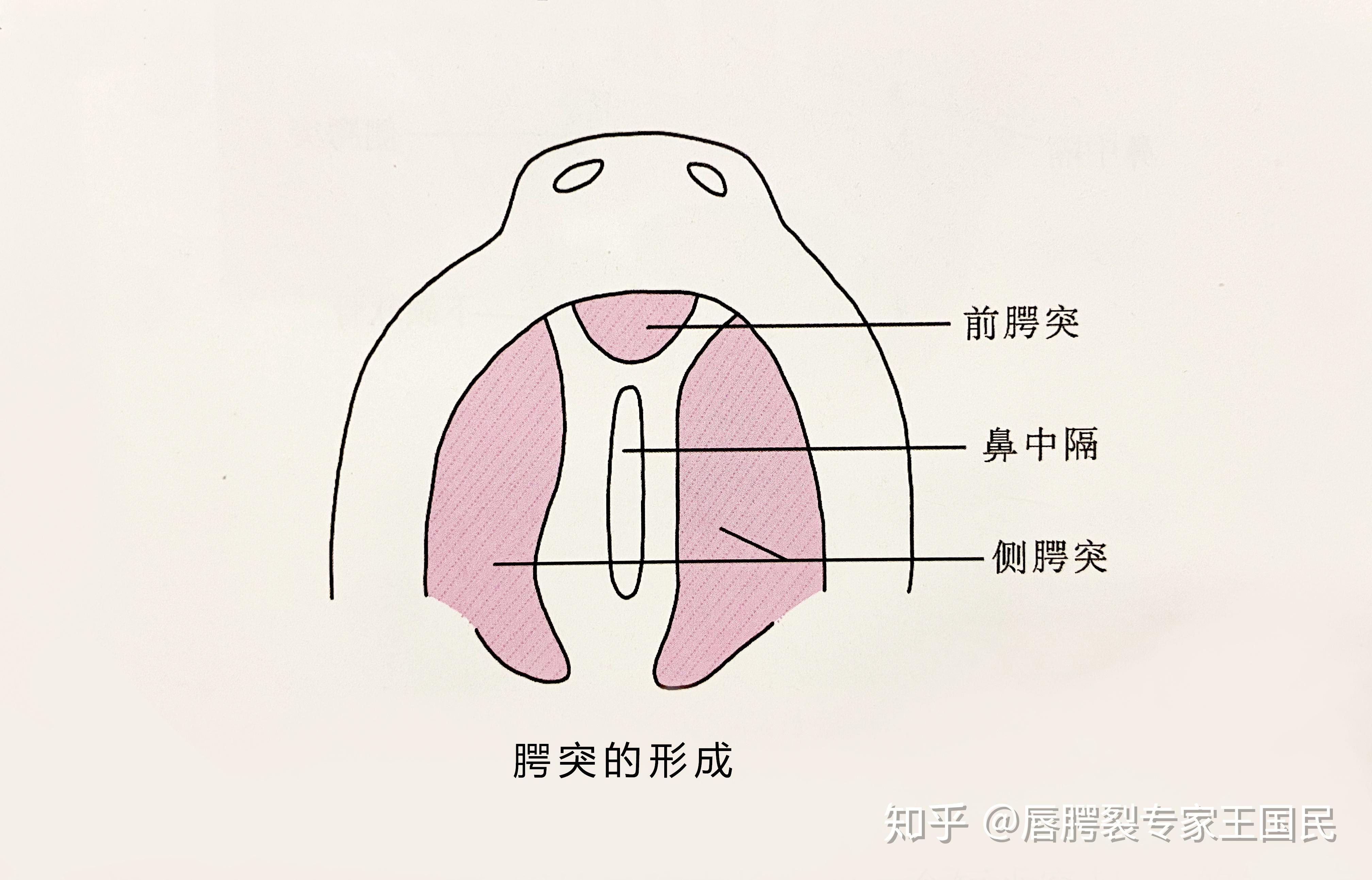 颌面部的胚胎发育之腭部的发育