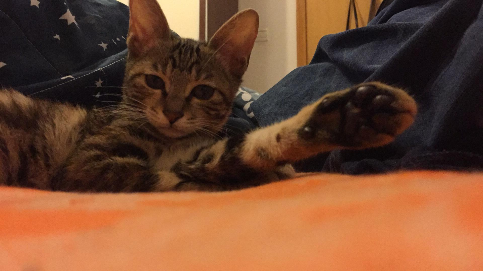 狗跟猫的后代 v2-4785d580454483e0e4eb2a446c17cede_r.jpg